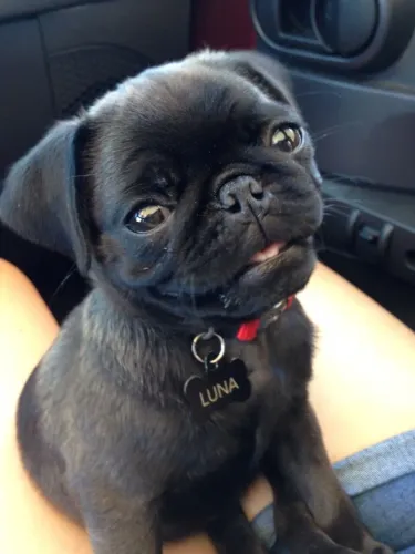 Pug - Encanto Que Alegra Qualquer Espaço