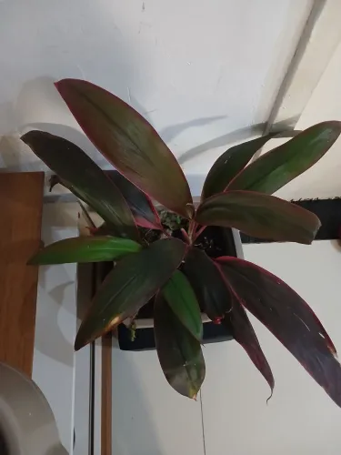Jarro de planta Rafia