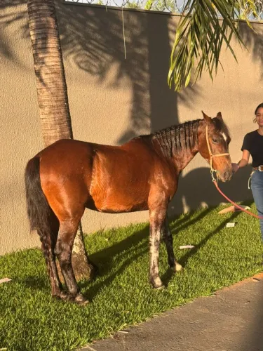 Cavalo manso