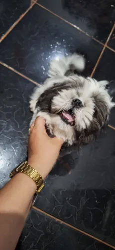 Shitzu fêmea 1000 reais