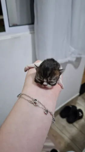 Bebê exótico Shortay
