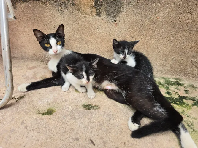 Doação gatinho