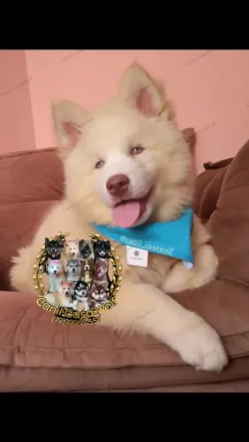 Husky siberiano filhote com pedigree pelagem Wolly