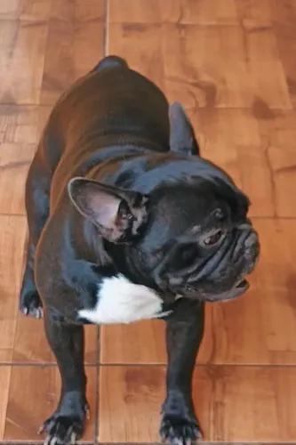 PADREADOR BULDOGUE FRANCÊS - EXCELENTE LINHAGEM E PEDIGREE