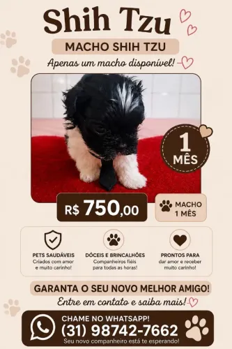 Vende-se mini shitszu