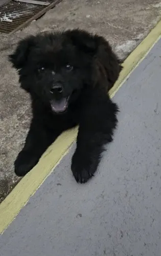 Chow Chow macho apenas esse