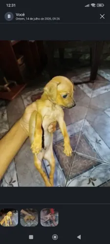 Cachorro Pinscher Macho