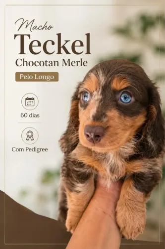 Macho Teckel choco tan Merle pelo longo - 60 dias