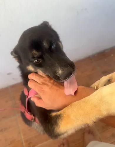 Husky siberiano fêmea 