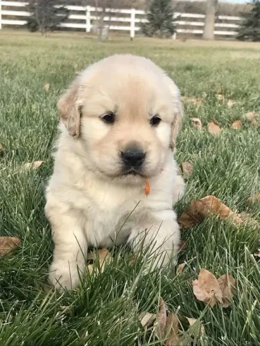 Golden Retriever O tipo de presente que faz qualquer casa sorrir