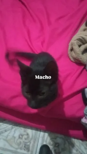 Doação de gatinhos