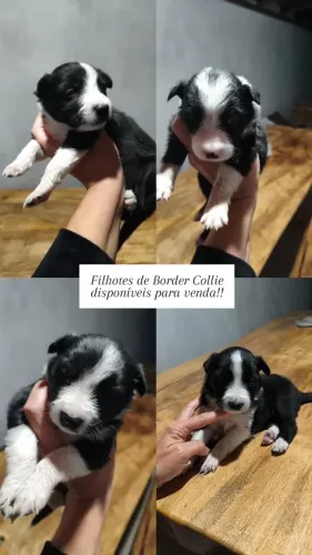 Border collie