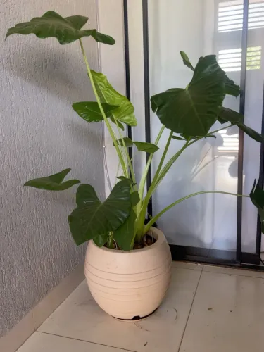 Vaso com planta 