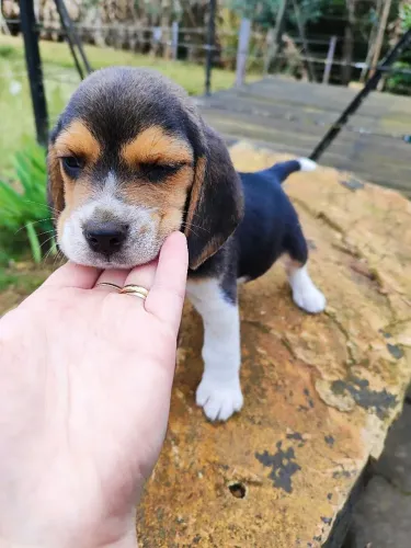 Filhotes de Beagle