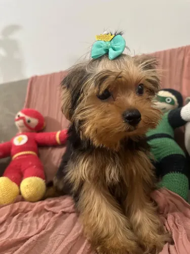 Yorkshire Terrier