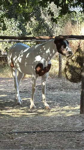 Égua pampa quarto de milha, mansa de cela e cabresto
