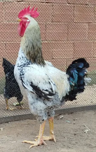 Galo sertanejo balão 