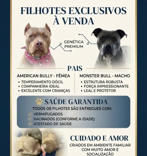 Monster Bull e American Bully