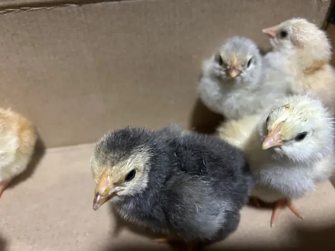 Pintinhos de galinha caipira