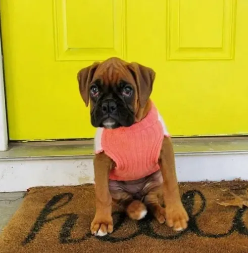 Boxer Um companheiro que transmite sensação de calma