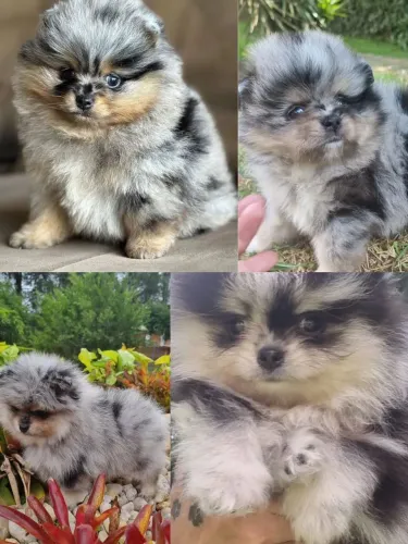 Lindos filhotes de Lulu da Pomerania Merle 