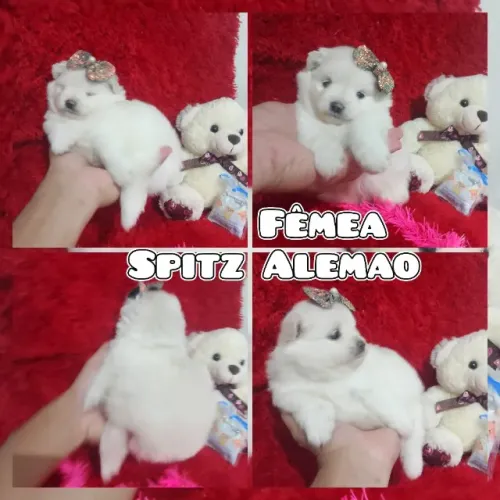 Fêmea lulu da Pomerânia anã
