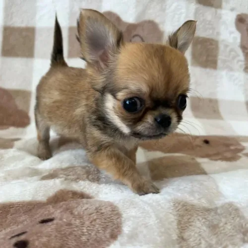 Chihuahua uma belezura!!!