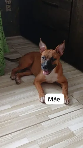 Pitbull Macho e Fêmea - Excelente Linhagem