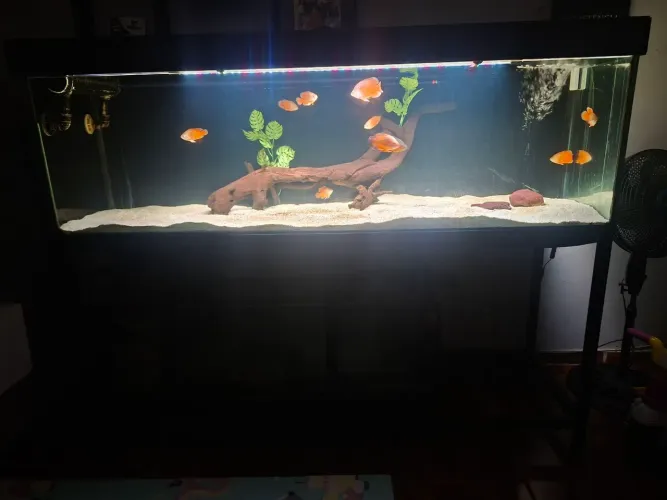 AQUARIO JUMBAO NO PRECINHO 