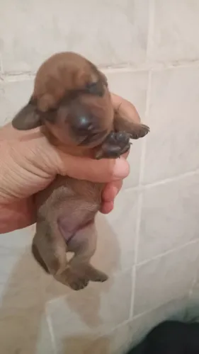 Filhotes mine salsichinha 
