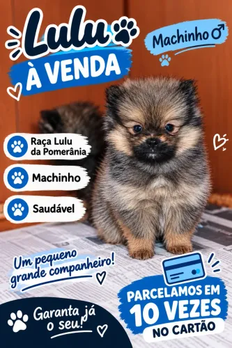 Lulu da Pomerânia