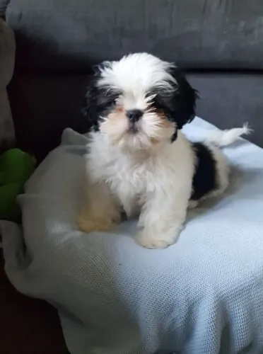 Shih Tzu Filhotinho perfeito para novos começos