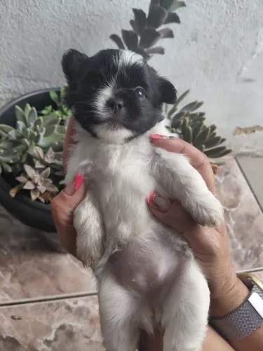 Vende-se Filhote de Shitzu mini