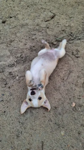 CACHORRINHOS PARA ADOÇÃO
