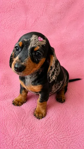 Filhote Basset Dachshund arlequim fêmea