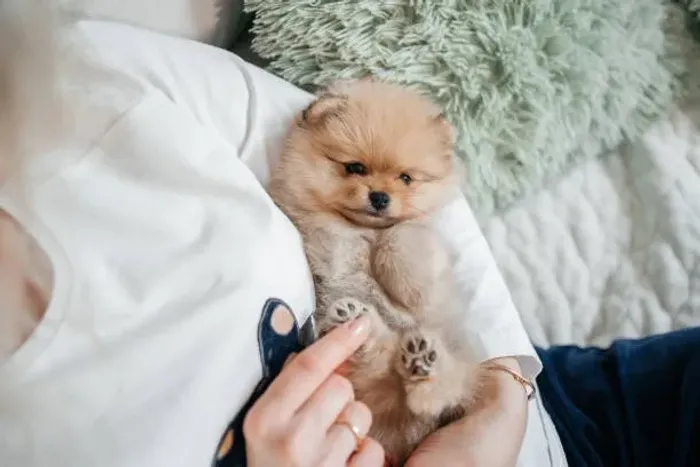 Lulu da Pomerânia Lindíssimo ?
