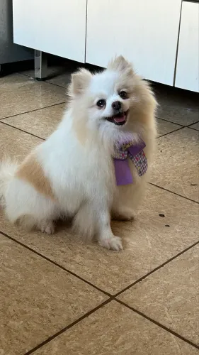 Lulu da pomerania