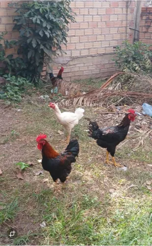Venda frango caipira