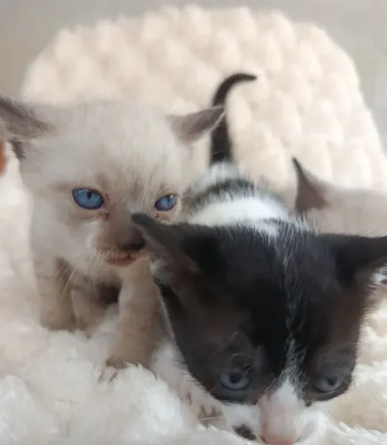 Gatos para doação