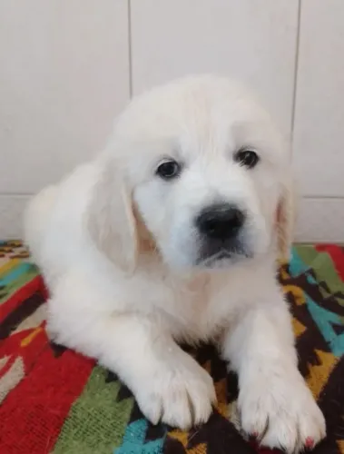 Filhotes de Golden Retriever | Patinhas que tornam o dia especial.