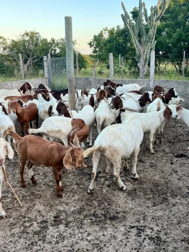 Vendo lote de cabras Boer
