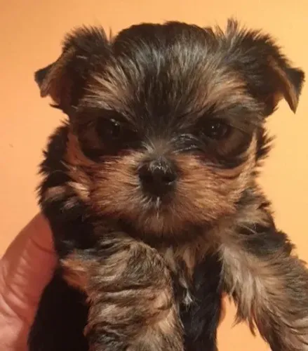 Yorkshire Terrier Mini Pelagem Belíssima.