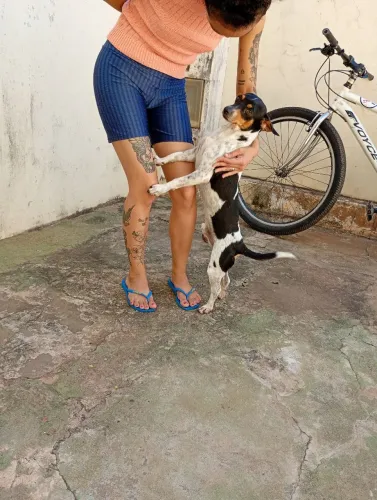 Adoção 