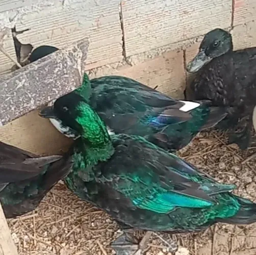 PATO CAYUGA MACHO