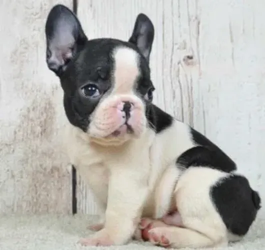 Bulldog Francês Filhotes Super Obedientes.