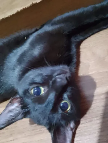 Doação de gato 