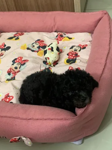 Poodle fêmea