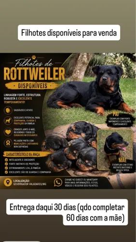 Filhote de Rotweiller