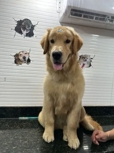 Vaga de banhista de petshop