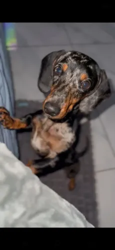 Cachorro Salsicha Dachshund macho 7 meses